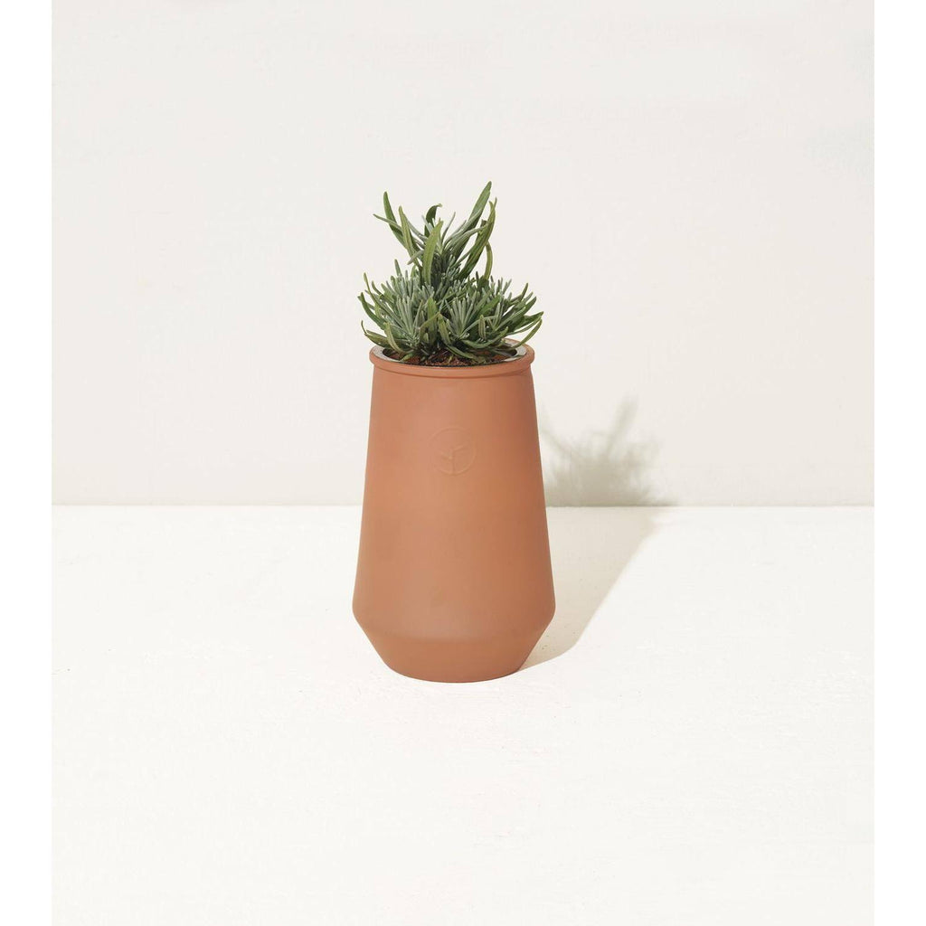 Tapered Tumbler Grow Kits, Indoor Garden Kit, Lavender & Eucalyptus (2 Jars) L418