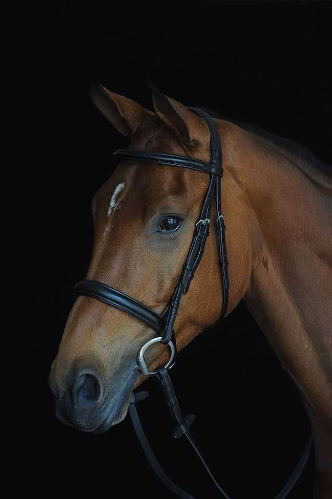 Black Full Padded Raised Cavesson Bridle S565
