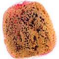 Small Natural Sea Sponge, Beige, 12/Case S14197