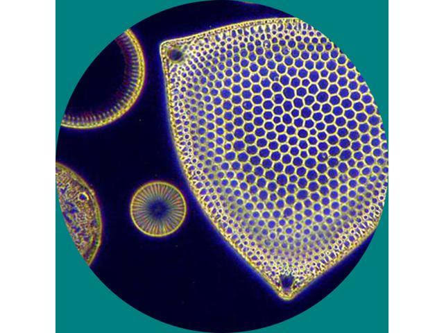 Trinocular Compound Microscope, 40X-2500X Magnification, Infinity M8370