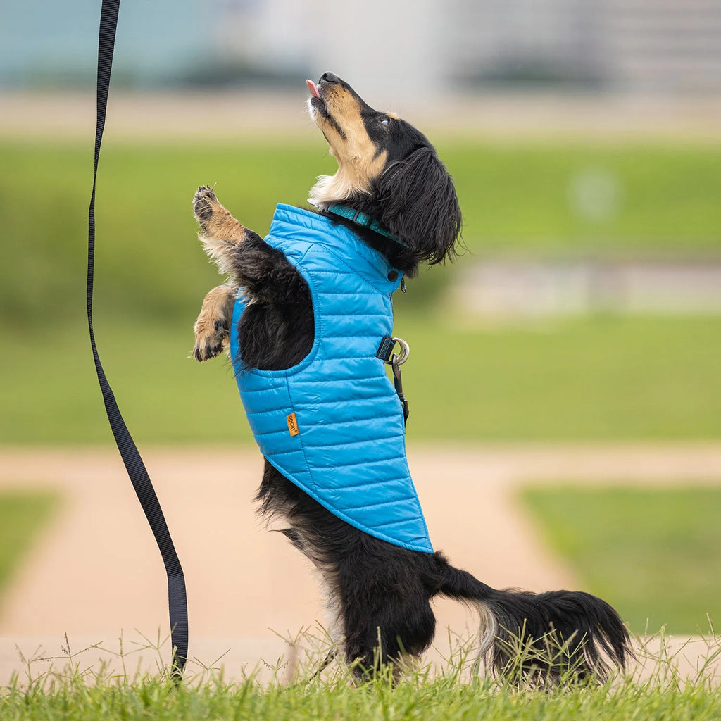 Blue Large Zip Up Dog Jacket S3288