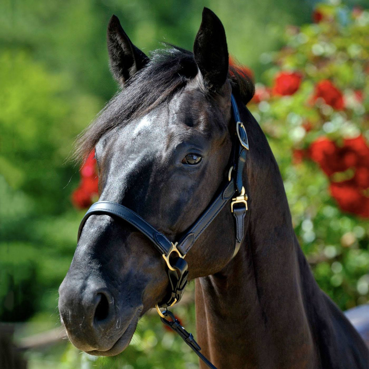 Stable Halter Full Elack P99900