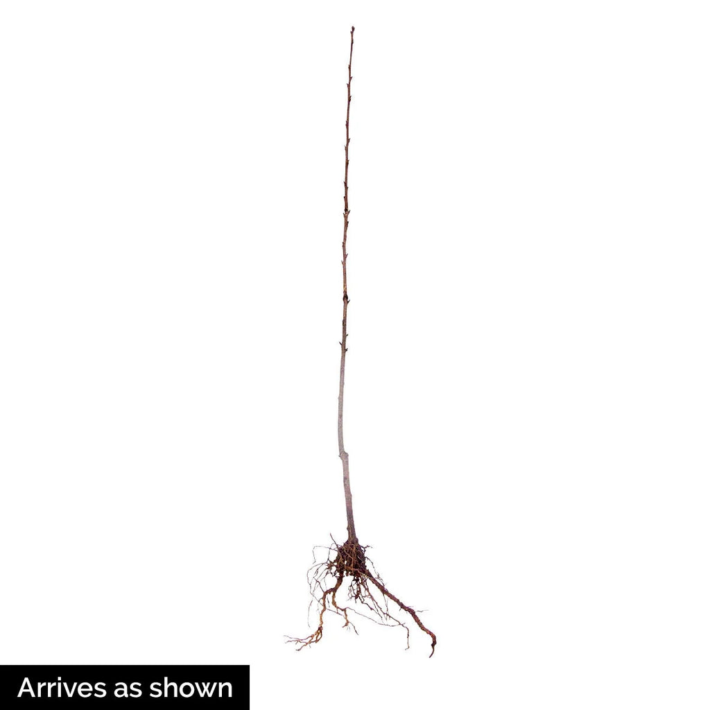 Black Tartarian Cherry Dormant Bare Root Starter Fruit Tree (1-Pack) B94093