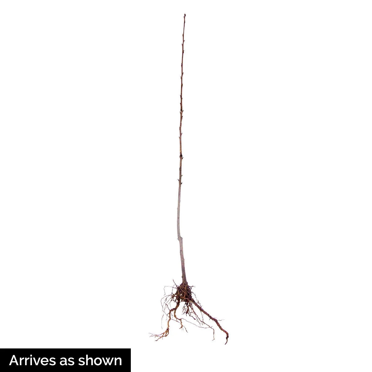 Black Tartarian Cherry Dormant Bare Root Starter Fruit Tree (1-Pack) B94093