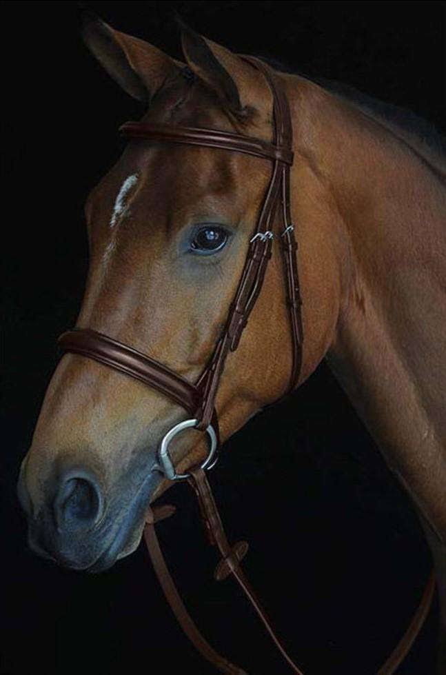 Black Full Padded Raised Cavesson Bridle S565