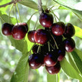 Black Tartarian Cherry Dormant Bare Root Starter Fruit Tree (1-Pack) B94093